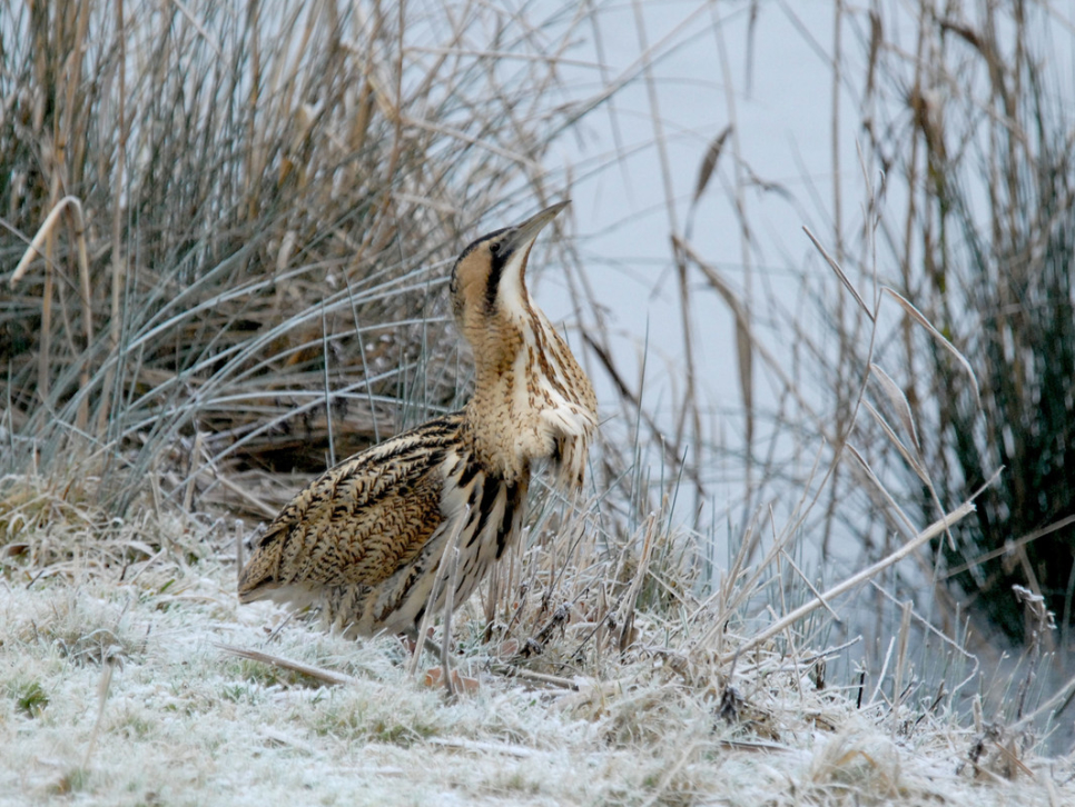 Birding for Beginners